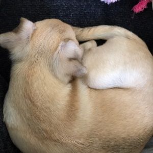 Meet your Posher, Max